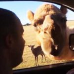 kamila klevi to fagito apo aftokinito touriston