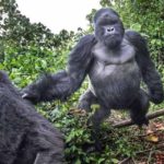 gorilas richni bounia sto fotografo 1