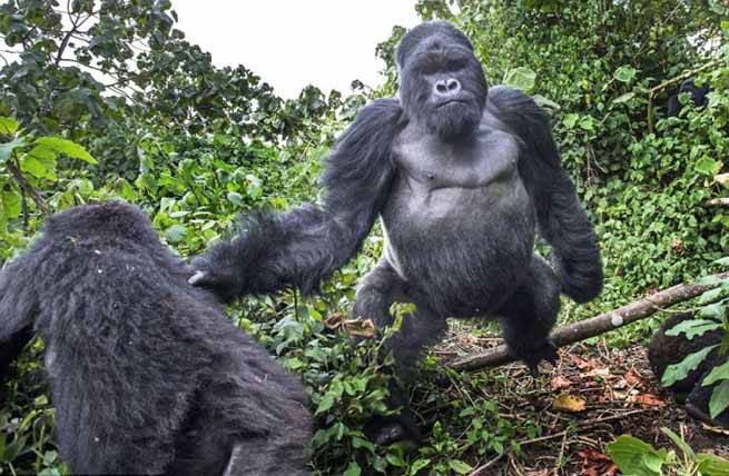 gorilas richni bounia sto fotografo 1