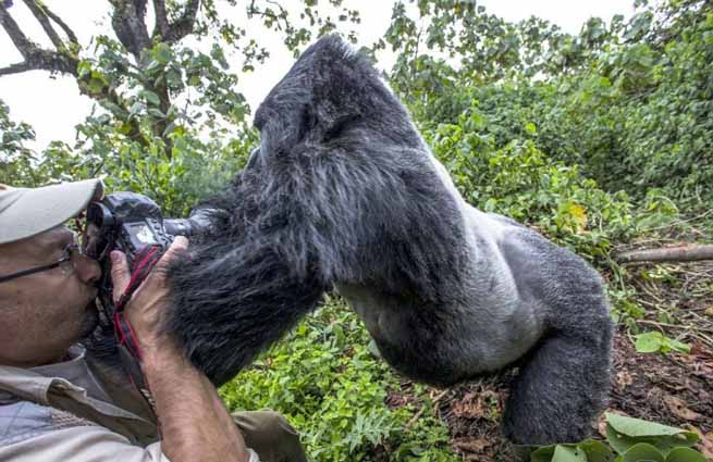 gorilas-richni-bounia-sto-fotografo (3)