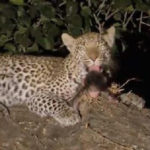 leopardali frontizi neogennito bampouino