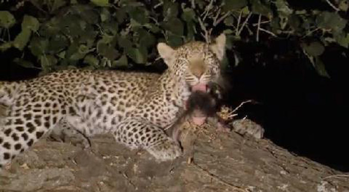 leopardali frontizi neogennito bampouino