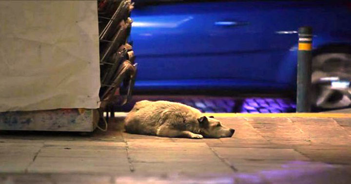 City of Dog: Η Αθήνα μέσα από τα μάτια ενός αδέσποτου σκύλου (Βίντεο)