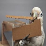 clever cockatoo makes and uses t 1024x576