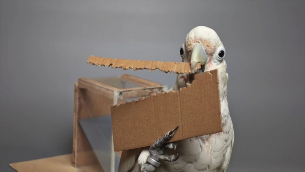 clever cockatoo makes and uses t