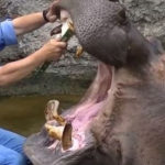 hippo visits the dentist