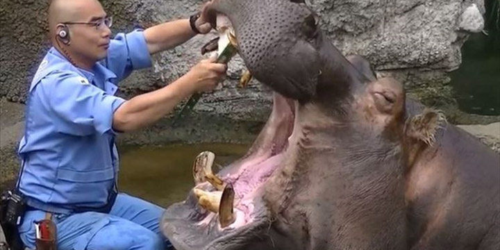 hippo visits the dentist