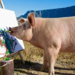 pig saved from slaughter becomes