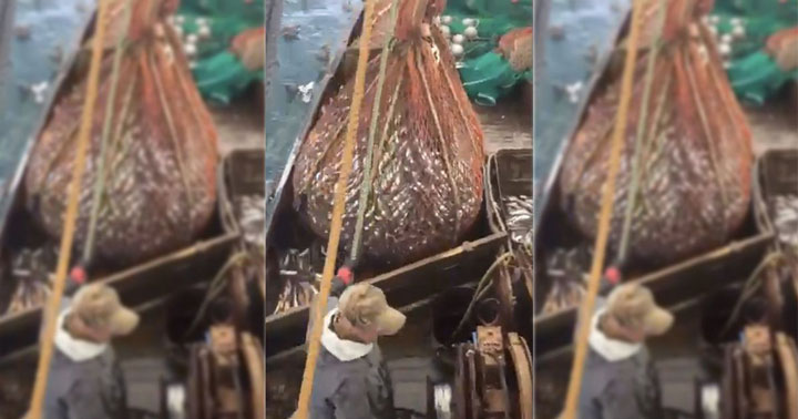 russian fishermen find sea lion