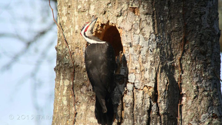 timelapse of a pileated woodpeck